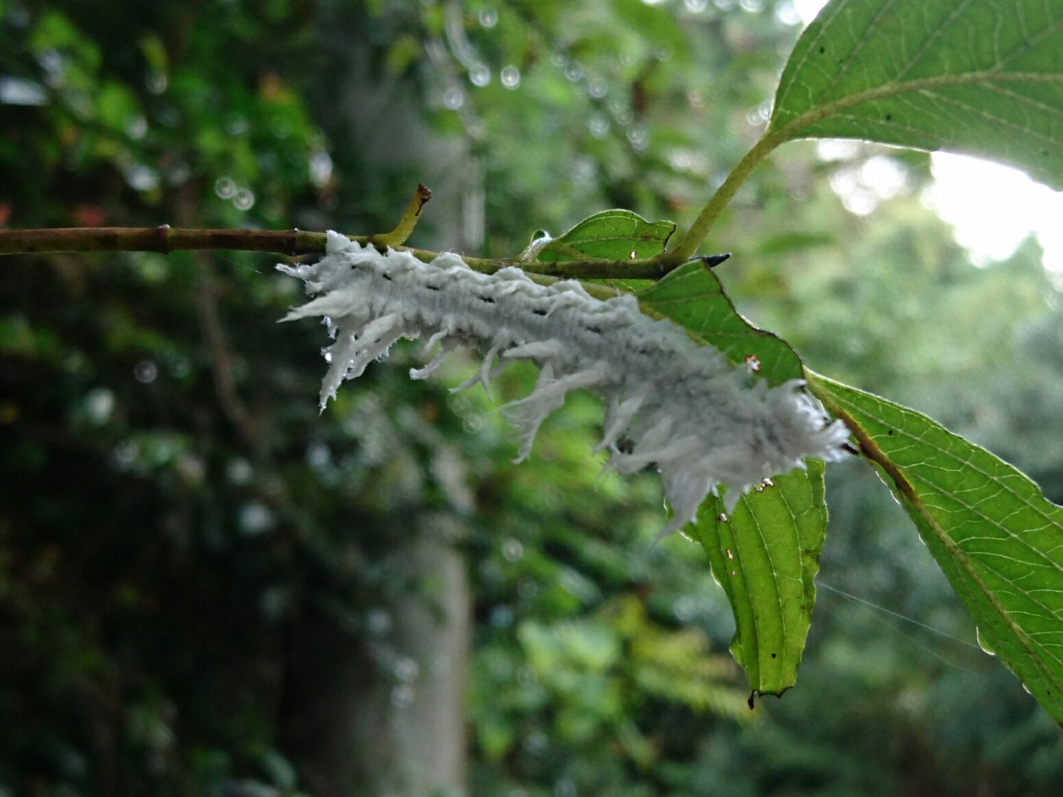 イトマル 白いふわふわしてる芋虫 何の幼虫かな T Co Hftx1zcxsg Twitter