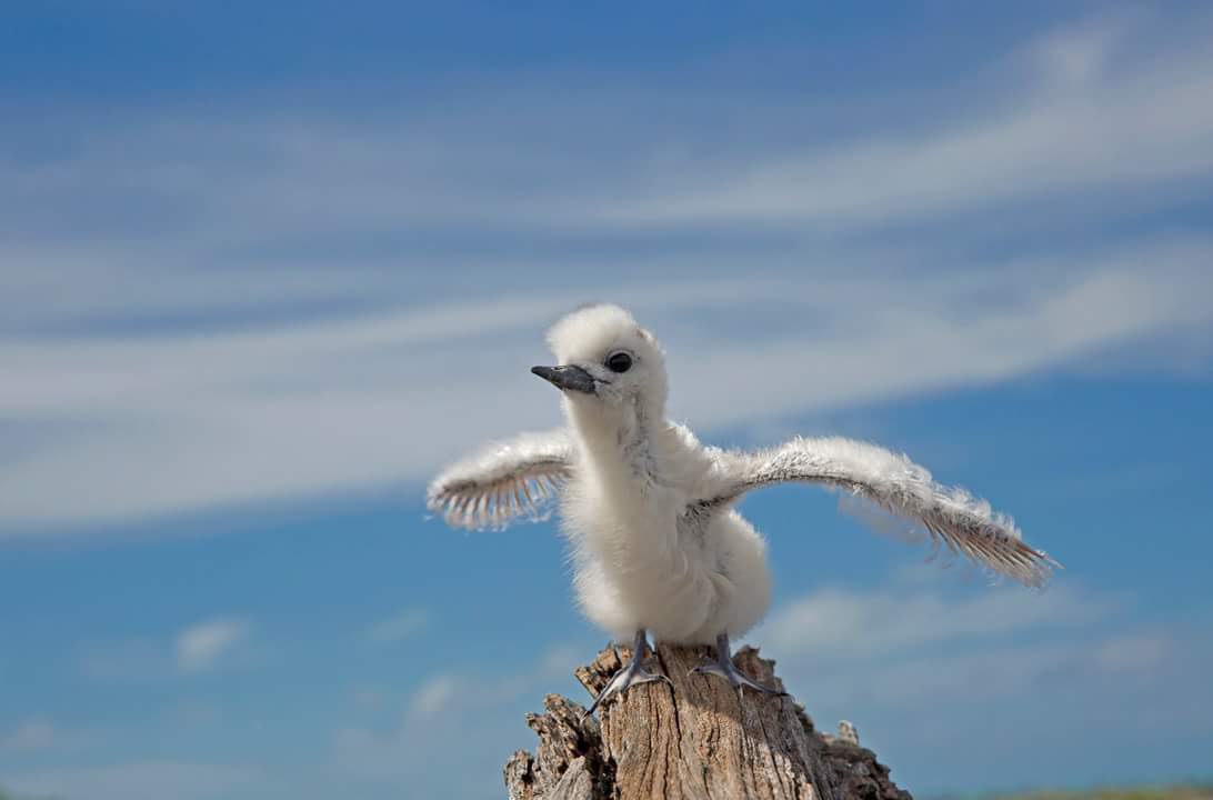 Try to fly ин=гра. Baby bird studing fly. Tried to fly. папаханаумокуакеа. картинка pink floyd - learning to fly.