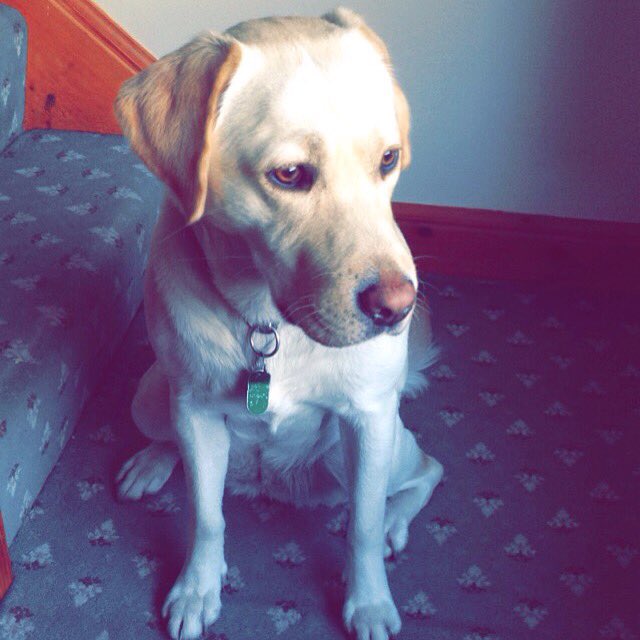 Clairehhbear's tweet photo. Imagine me having to say goodbye to Paxi, I'm broken 😩😰😭 https://t.co/QIFWTeZgkY