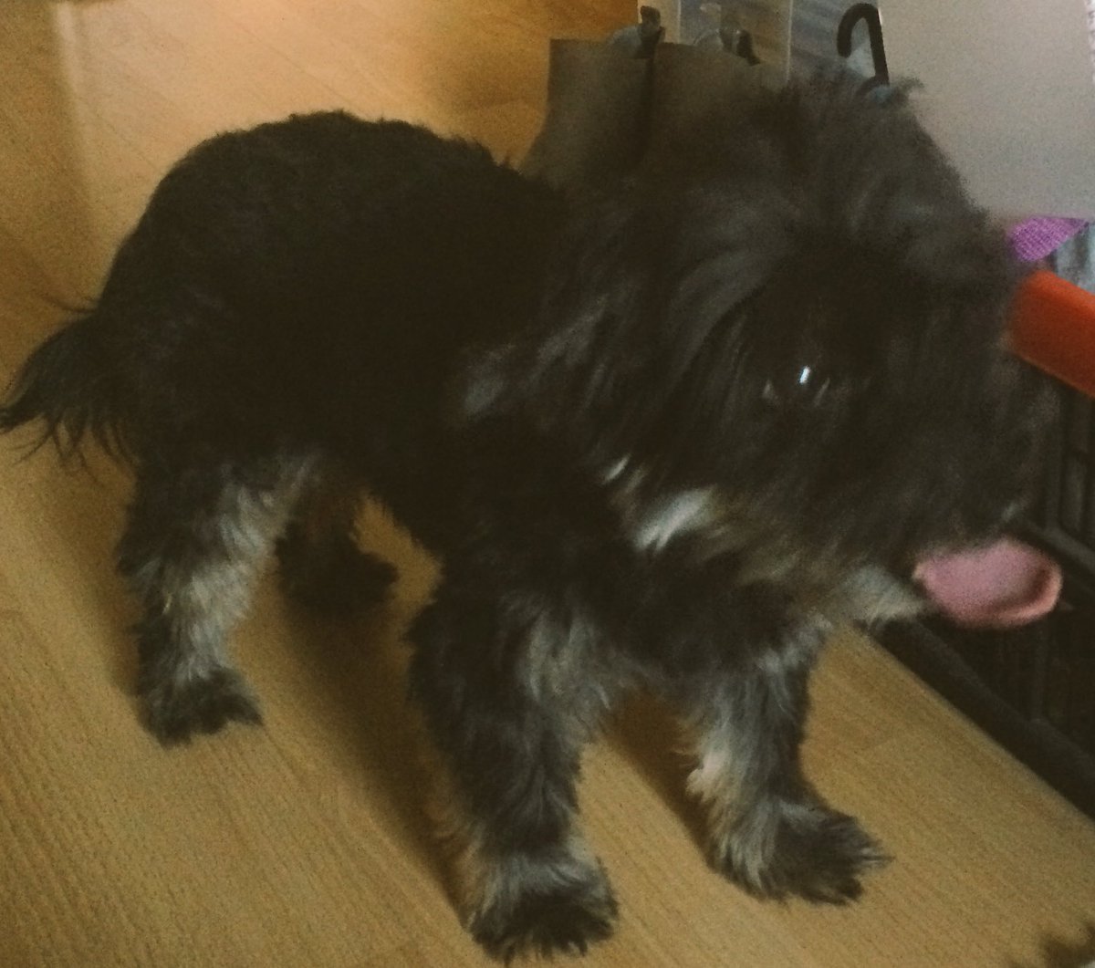 kleneJennY's tweet photo. Wuffi https://t.co/cJ7EyYvQNr
