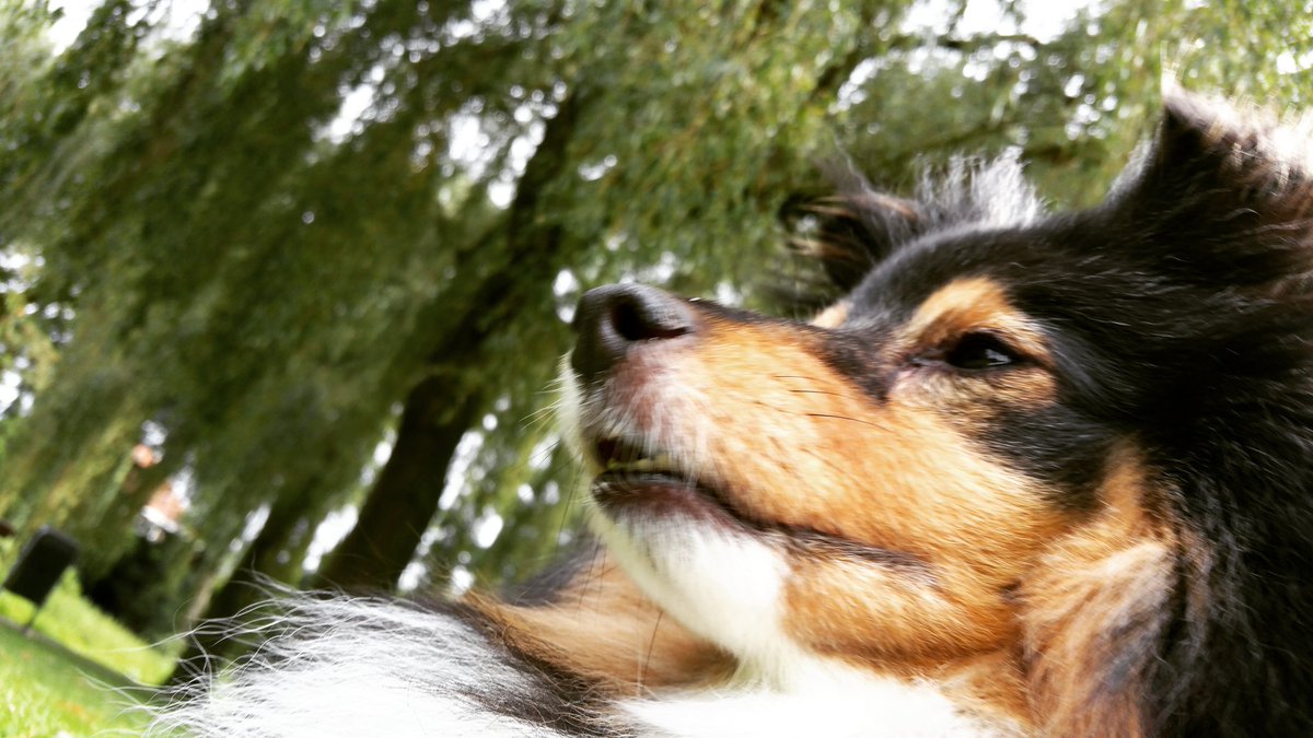 atMarielle's tweet photo. #Knapste hond van het park #Pink #lovemydog https://t.co/OYXwntgNDd