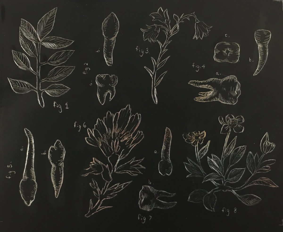 NNHSart's tweet photo. #APstudioart #4x5 inspired by a shirt, or coincidence? You decide! #scientificdrawings #figure5 #teeth #plants https://t.co/bL1YHI8f8L