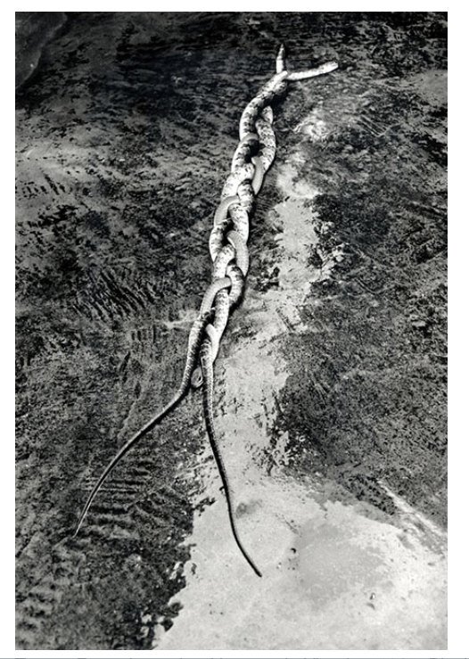 IrenePerezH's tweet image. "Nothing is connected to everything:everything is connected to somethining"D.Haraway @e_flux e-flux.com/journal/tentac…