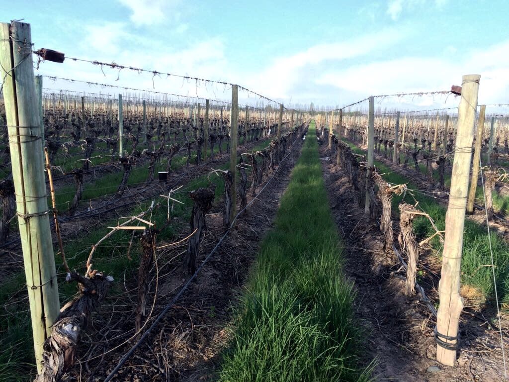 CatenaMalbec's tweet photo. #CatenaInstitute El cuidado intensivo de nuestros suelos es vital🌱 Así está hoy la cobertura vegetal en #Agrelo https://t.co/REgCkbxuOX