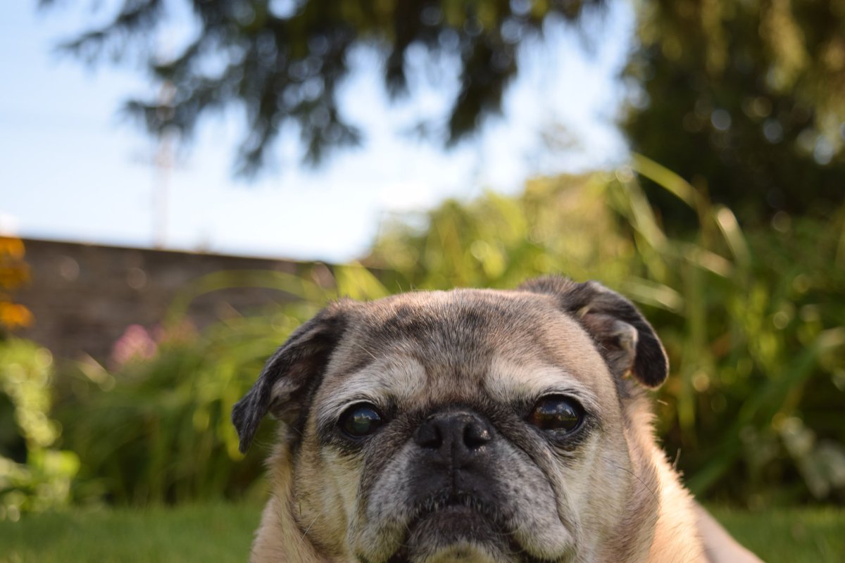 Kis_Lisa's tweet photo. @ottawapetexpo #Gnarly would like to throw her hat in the ring for #TopPetModel https://t.co/Inmc08P6he