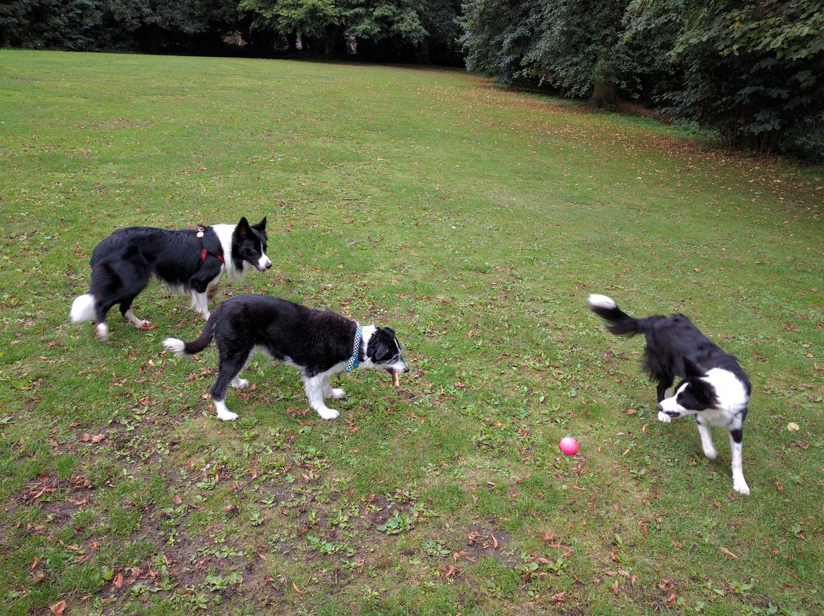 IamShepherdicus's tweet photo. Ball! https://t.co/j5yDMbHHRG