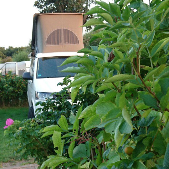 kleingrossbus's tweet photo. Playing #hide-and-seek w/ Calimero :D https://t.co/VkguuI9VM0
