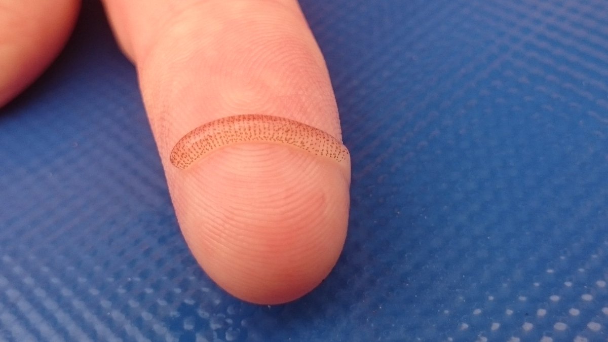 craftydarkpixie's tweet photo. Found this in our pool at work... Wondering if anyone can help identify it? #bugidentify https://t.co/mIgDIoBcsH