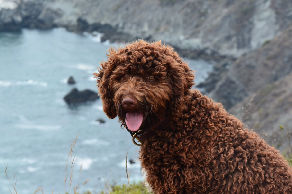 Fred_Page's tweet photo. Meet Maya and Tchook! @lifeatsap #PetsOfSAP https://t.co/EGY5osFbeQ