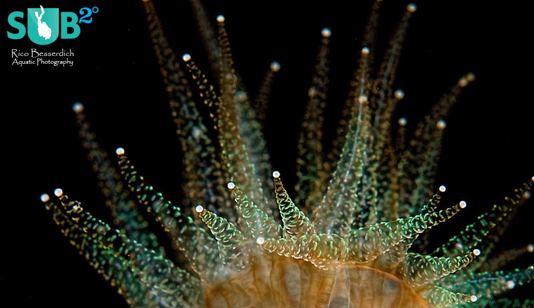 DiveAdvisorApp's tweet photo. #Phyllangia Universe. Photo: @RicoBesserdich at #Sundiving #Turkey CC @Turkey_Home #scuba https://t.co/CrCujHssgM https://t.co/0FmdRbiGx7
