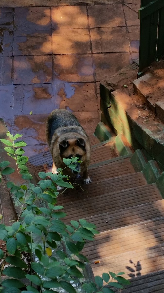 Legendorium's tweet photo. @dog_rates my pup thought I couldn't see her through the plant 😂😂 A+ camouflage😂😂 https://t.co/yjW34k3dPL
