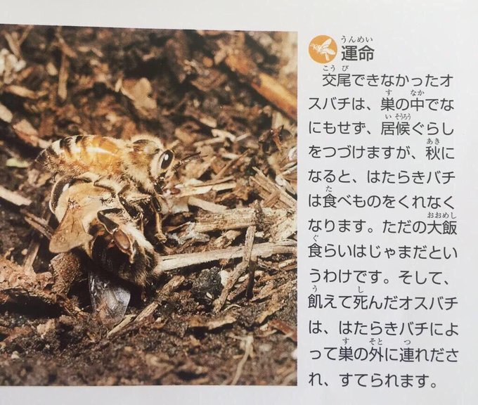 交尾できなかったミツバチのオスの運命に 闇の深淵をみてしまう人々 Togetter