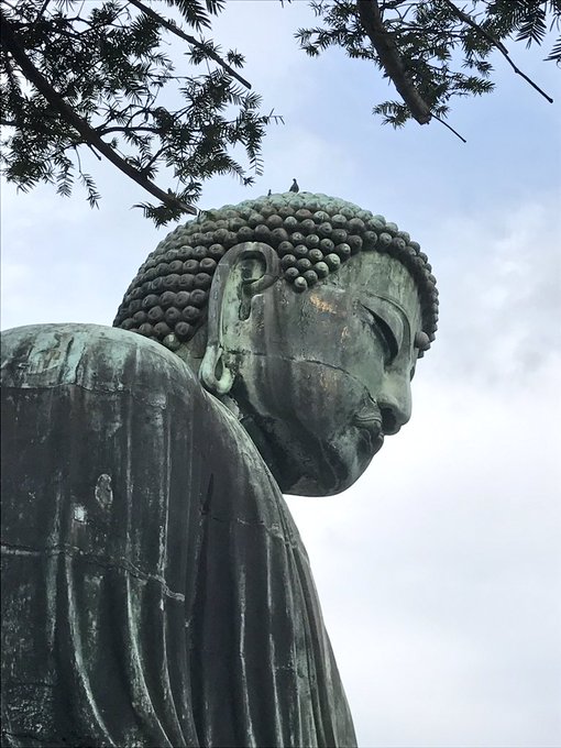 鎌倉に来ていますぅ 大仏の頭の上の鳥かわいい🐤 https://t.co/F71ybnmvnf