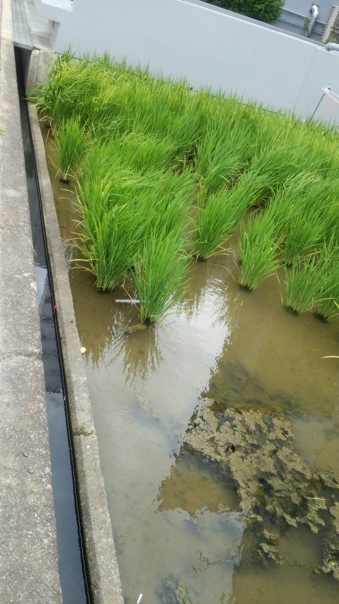 ふく 小鳥と小魚 בטוויטר 近所の街中にある田んぼ 田んぼもだけど 側溝にすごい数のメダカが タバコの吸い殻や油の浮いた水の中で 良く生きて いるなぁ どこから水が来ているのか メダカは水源に帰れるのか 気になってしょうがないけど どうしようもないのか