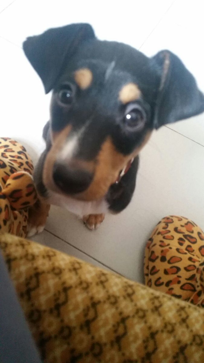 Rebbe97LL's tweet photo. Las orejas tan cuquis que tenia de pequeño 😍 https://t.co/93MKzZb1ZZ