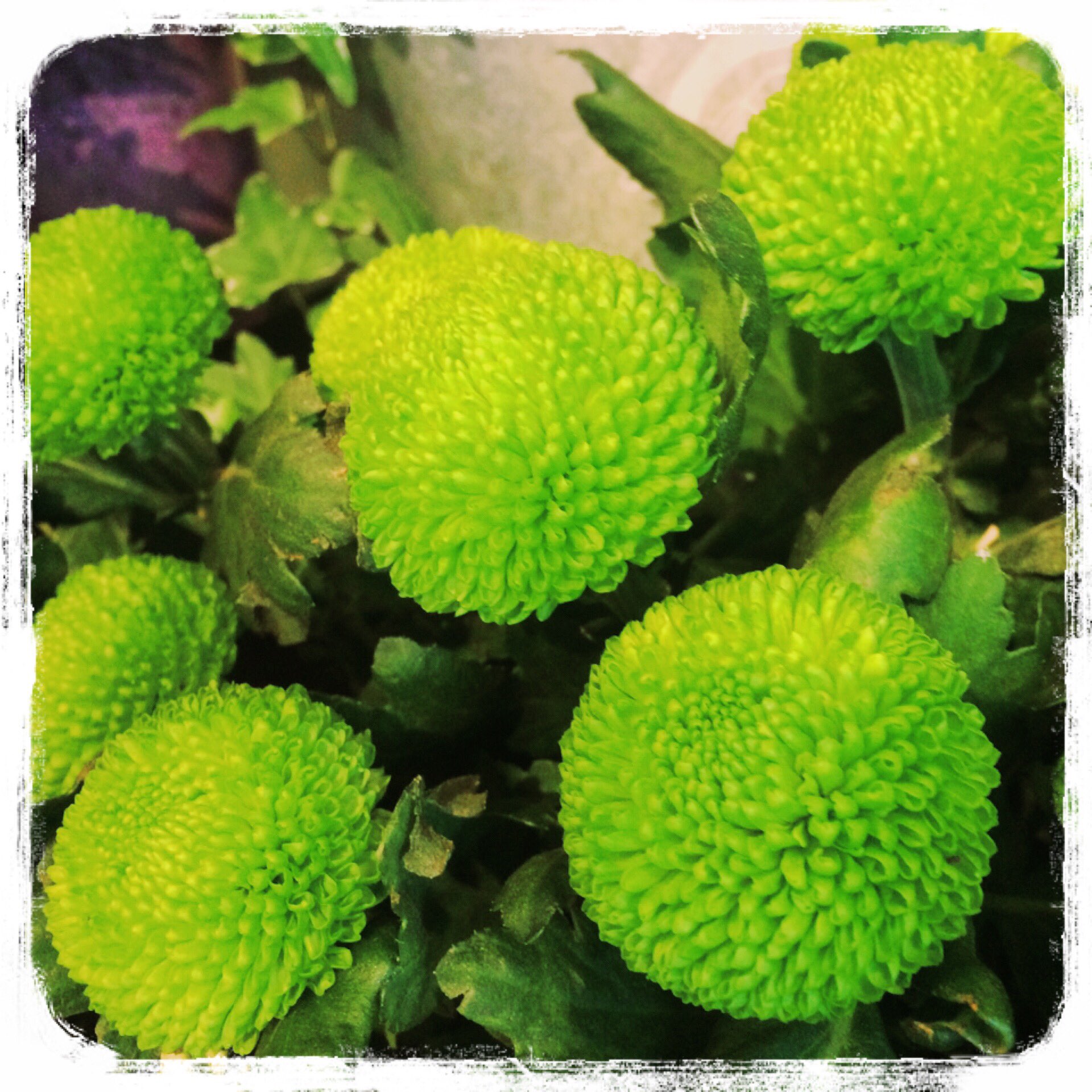 シーズンハーツ En Twitter 本日のお花 ピンポンマム 品種 フィーリンググリーン 花言葉 君を愛す 真実 高貴 ころんとしたかわいい形が特徴で アレンジメントやブーケに入れると素敵なアクセントになりますよ お花 写真 花言葉 T Co