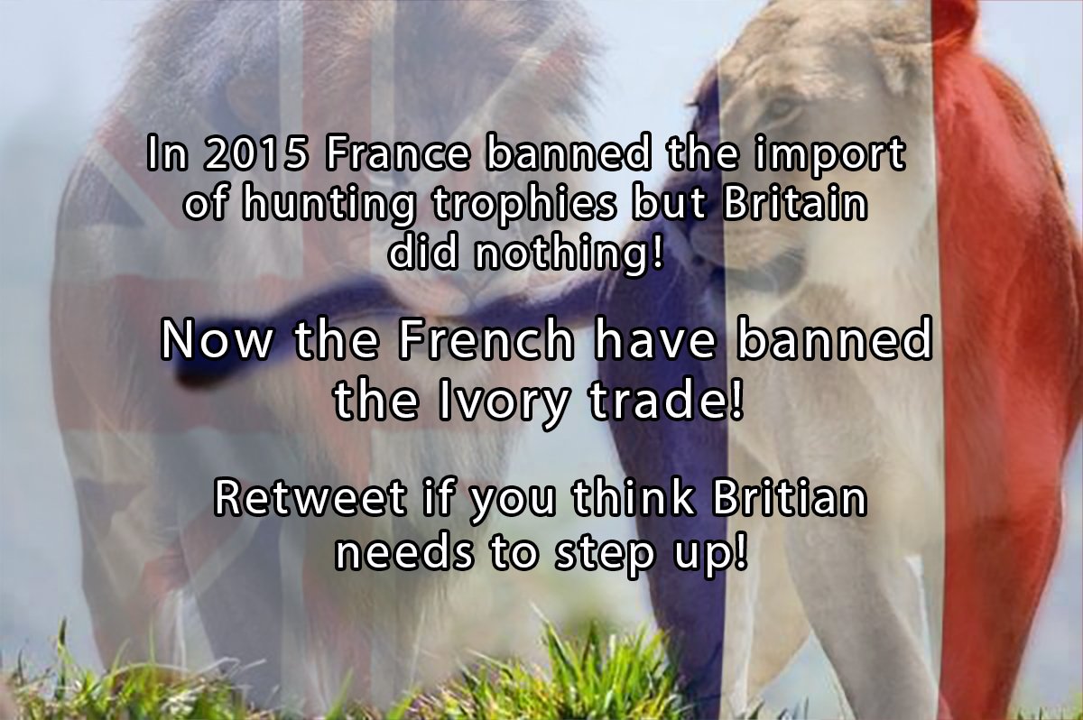 _AnimalAdvocate's tweet photo. France introduces total ban on ivory sales👏

Time for all countries to do the same!

https://t.co/qui0P93ZFP

🐘💔 https://t.co/SgzUoG94WE