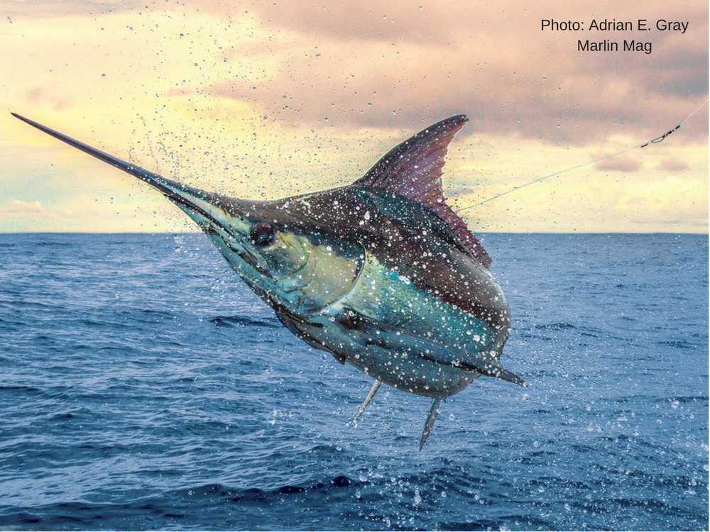 Tag #Aualuma_usa with your lit up catch of the day! #lightitup #marlin #fishoftheday #tidesmarine @marlinmag