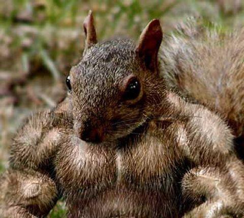 SquirrelQuotes's tweet photo. Tough times never last, but tough squirrels do...
#Squirrel #Quotes #resilience #tough https://t.co/S2M8oZKYP8