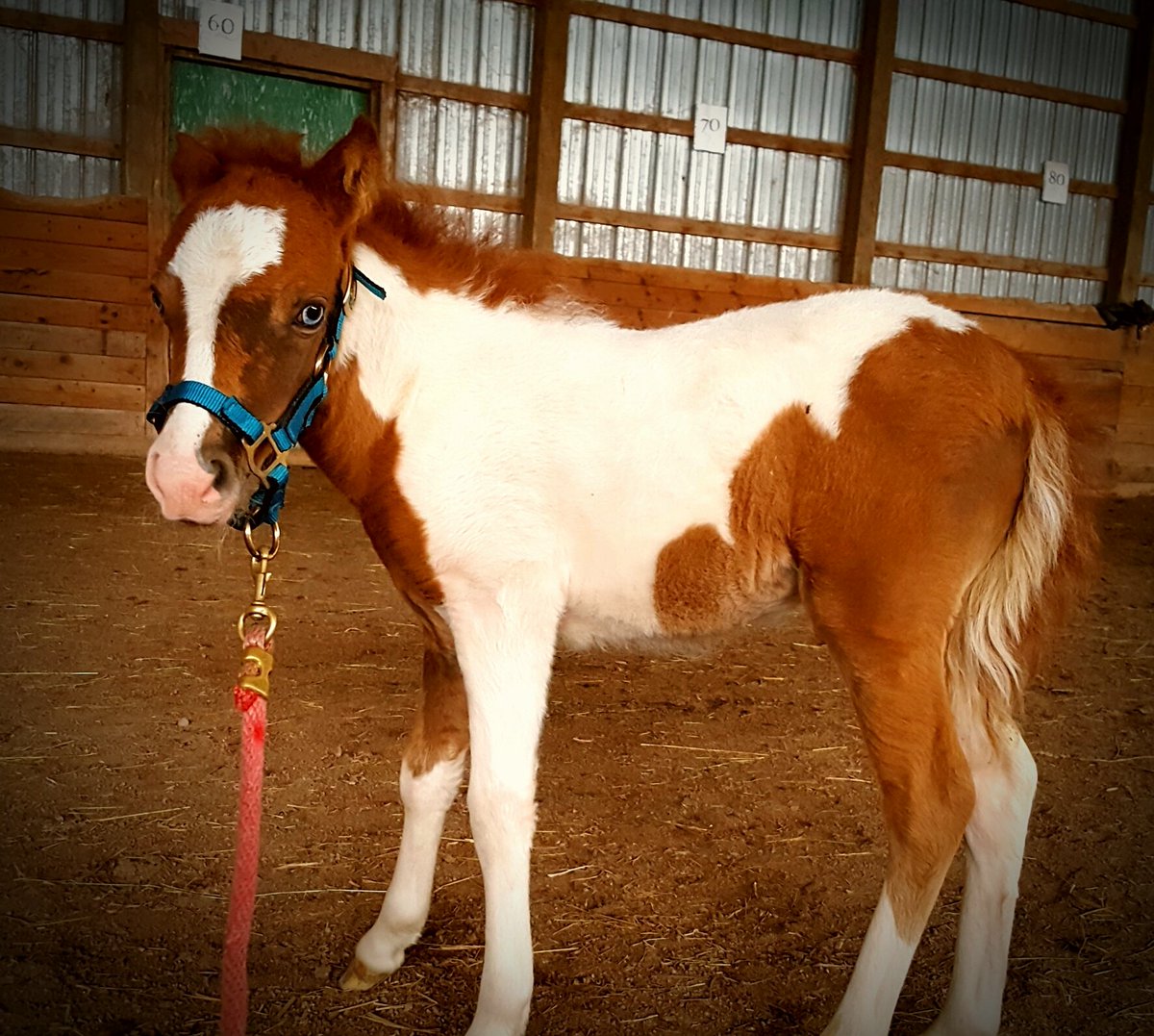 AMercerPenny's tweet photo. Sweetest face ever. https://t.co/Pm3nXU02PN