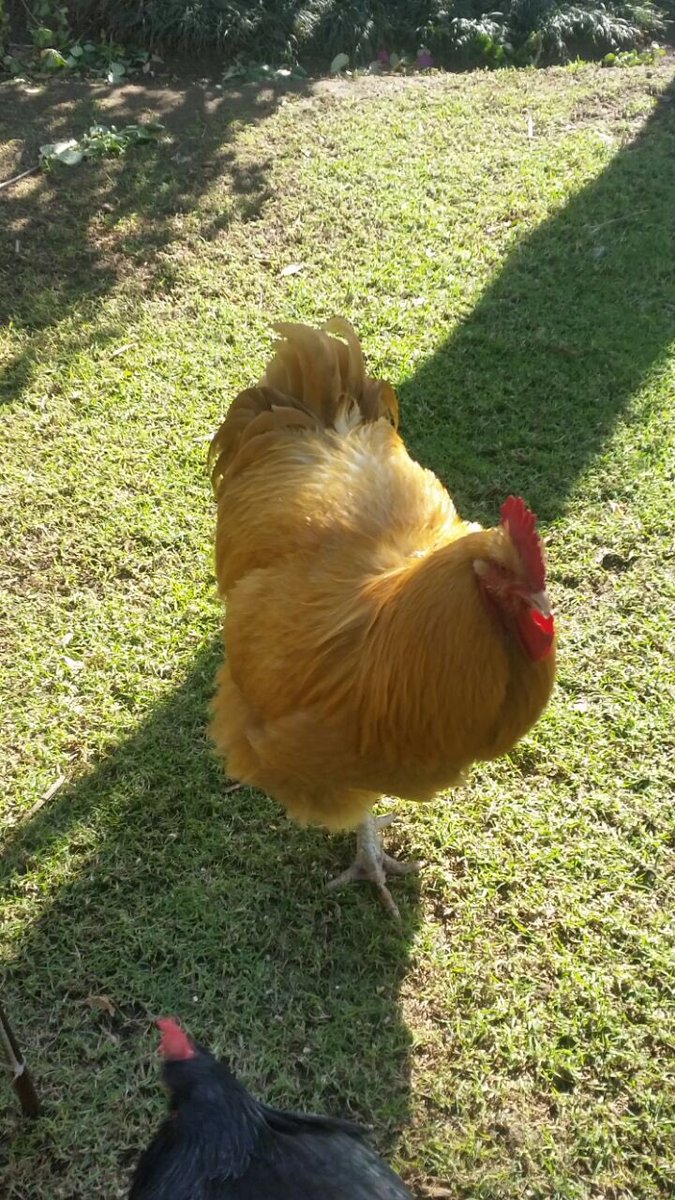 BlueBadgerAgent's tweet image. Our talented rooster! He is beautiful! For bookings contact us! #welovewhatwedo #talent #rooster