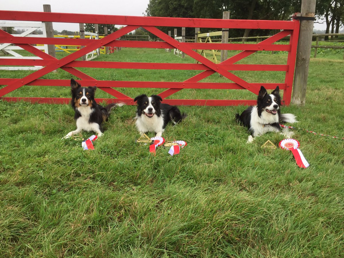 stonebridge dog agility