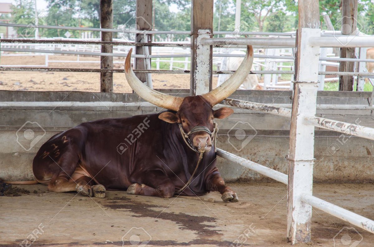 Bighornedpicks's tweet photo. Don't get stuck in a losing situation! Big Horned is back 4 the 2016 season! We like Oklahoma outright (-110) tnite! https://t.co/KZYwDCVOsb
