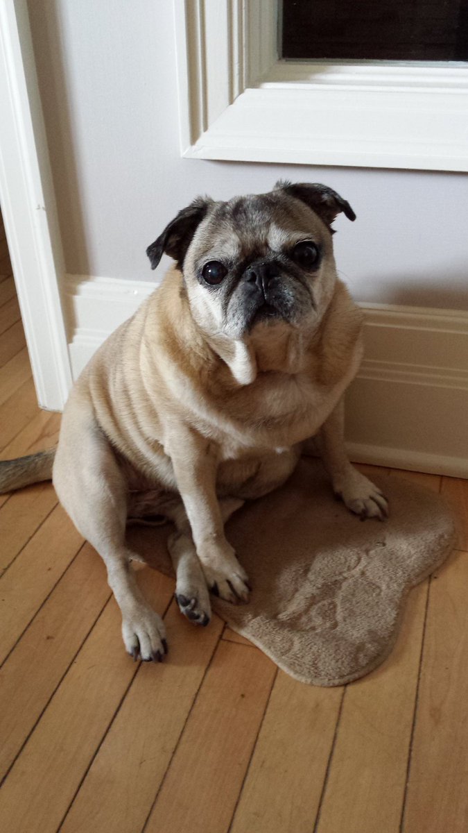 Kis_Lisa's tweet photo. @ottawapetexpo do the tweet ones count? I don't use FB sadly. And Gnarly just can't stop modelling!! #TopPetModel https://t.co/xnWr36Iu4r