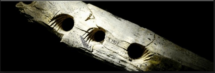 Conard &amp; Rots: Experiment suggest Aurignacian perforated ivory objects from Swabian Jura used to make rope #eshe2016