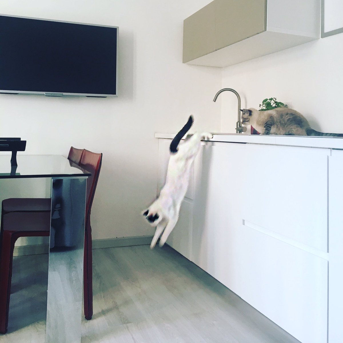 paolobeauty's tweet image. #girlgonewild in the kitchen 😻 @madonna #queenmargot ❤️