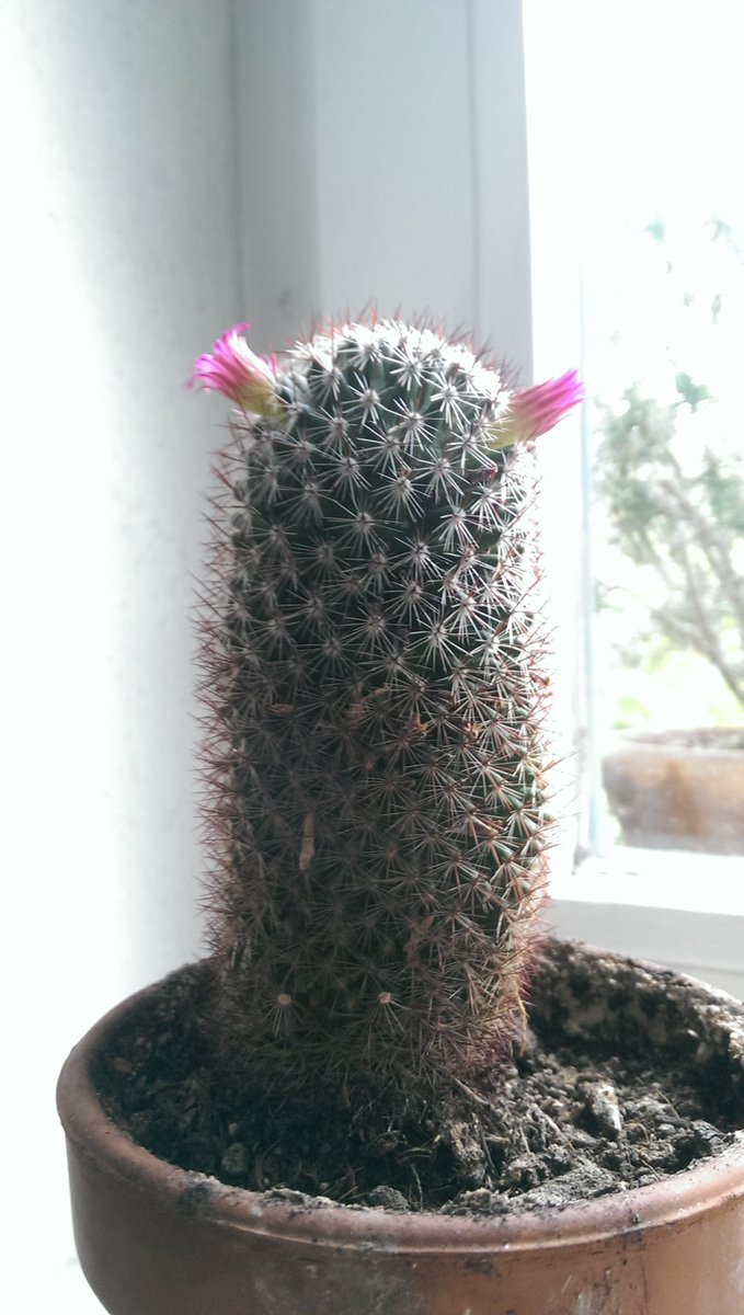 BadPinup's tweet image. Shrek?