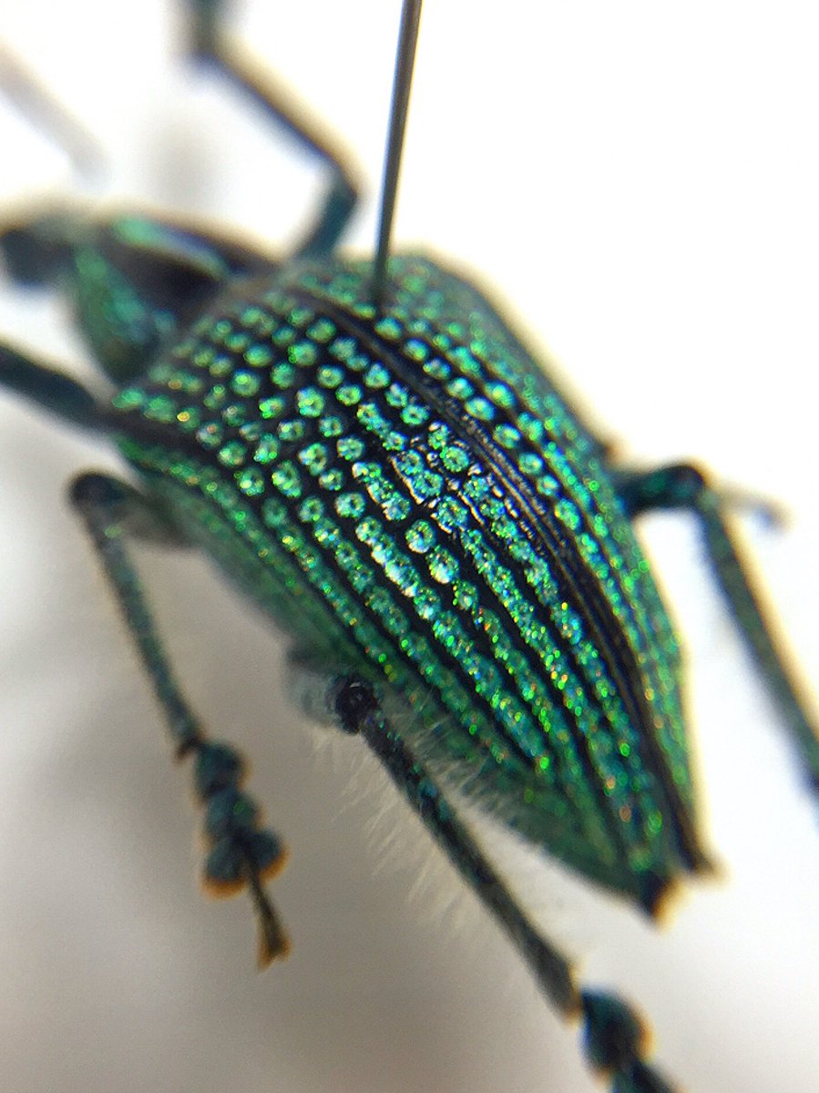 ブラジルの超美麗ゾウムシ Entimus imperialis 最近はカタゾウばかりが