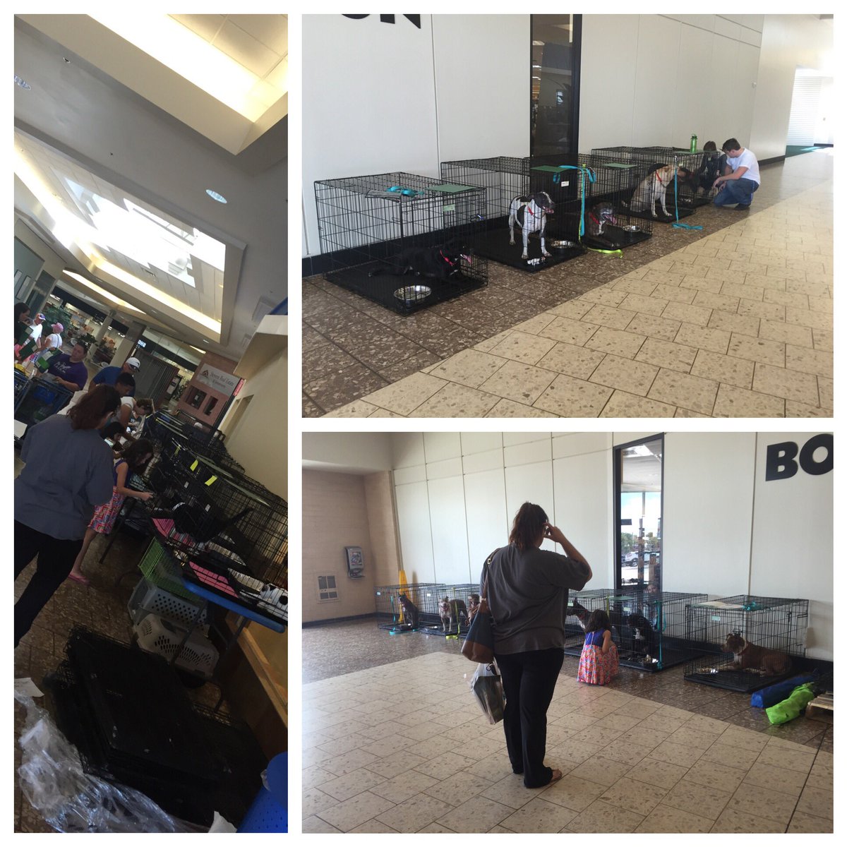 Petsmart2205's tweet photo. Adoptions today!!  Come find your newest family member! @LEASHinc @PetSmart1683 @cfladamharrel https://t.co/c1ZoE8EvL2