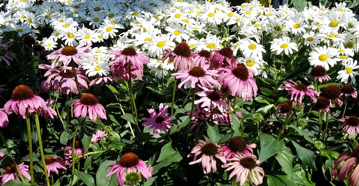 All colors, sizes and shapes of perennials available <a href="/HomeDepot/">The Home Depot</a> 0906 <a href="/ChristineTHD/">Christine Sweeney</a> <a href="/nyyroro/">Ro Rodriguez</a> <a href="/KriistineL/">Kristine Lonergan</a> <a href="/Ronsims05/">ron sims</a>