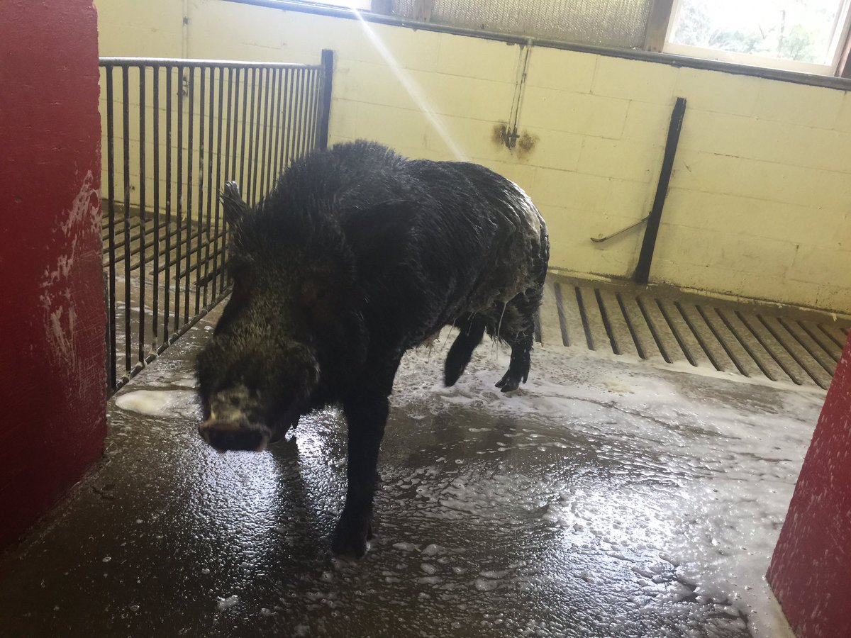 Tusk_UA's tweet photo. TUSK is clean, rested, and PUMPED for GAMEDAY!! #WPS #SECMascots 🐗🏈 https://t.co/U2j6NmibTq