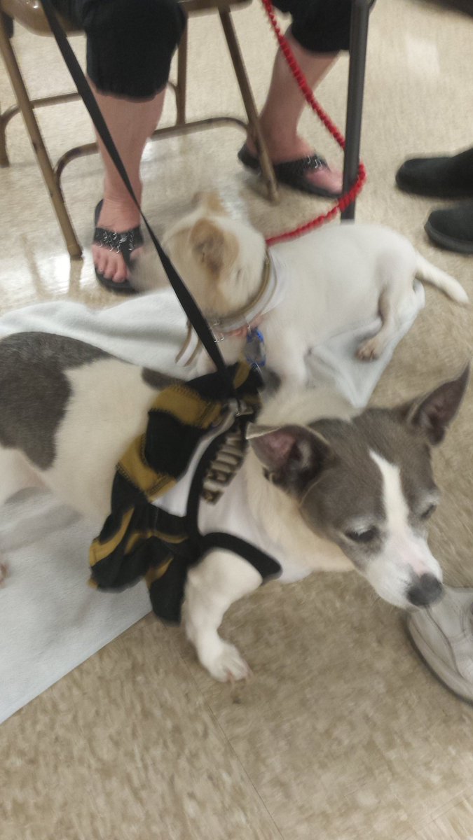 LarryWade362's tweet photo. Peggy Sue and Mary Sue looking for forever homes at WhiteMarsh PetSmart #jpridmore12 https://t.co/Fm9fGjwb2g