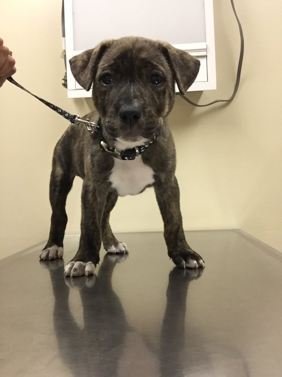 AnimalCenters's tweet photo. #cutenessoverload https://t.co/7P8VYnLIQc