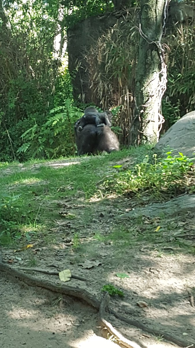 statam81's tweet photo. Actually this is #lilharambe https://t.co/EMbV7PyNbZ