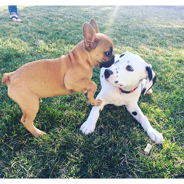 PetSmart's tweet photo. It's #NationalAdoptionWeekend! Now's a great time to gain a new family member. (IG: jibbybthefrenchie) https://t.co/W4Vl5fEnt0