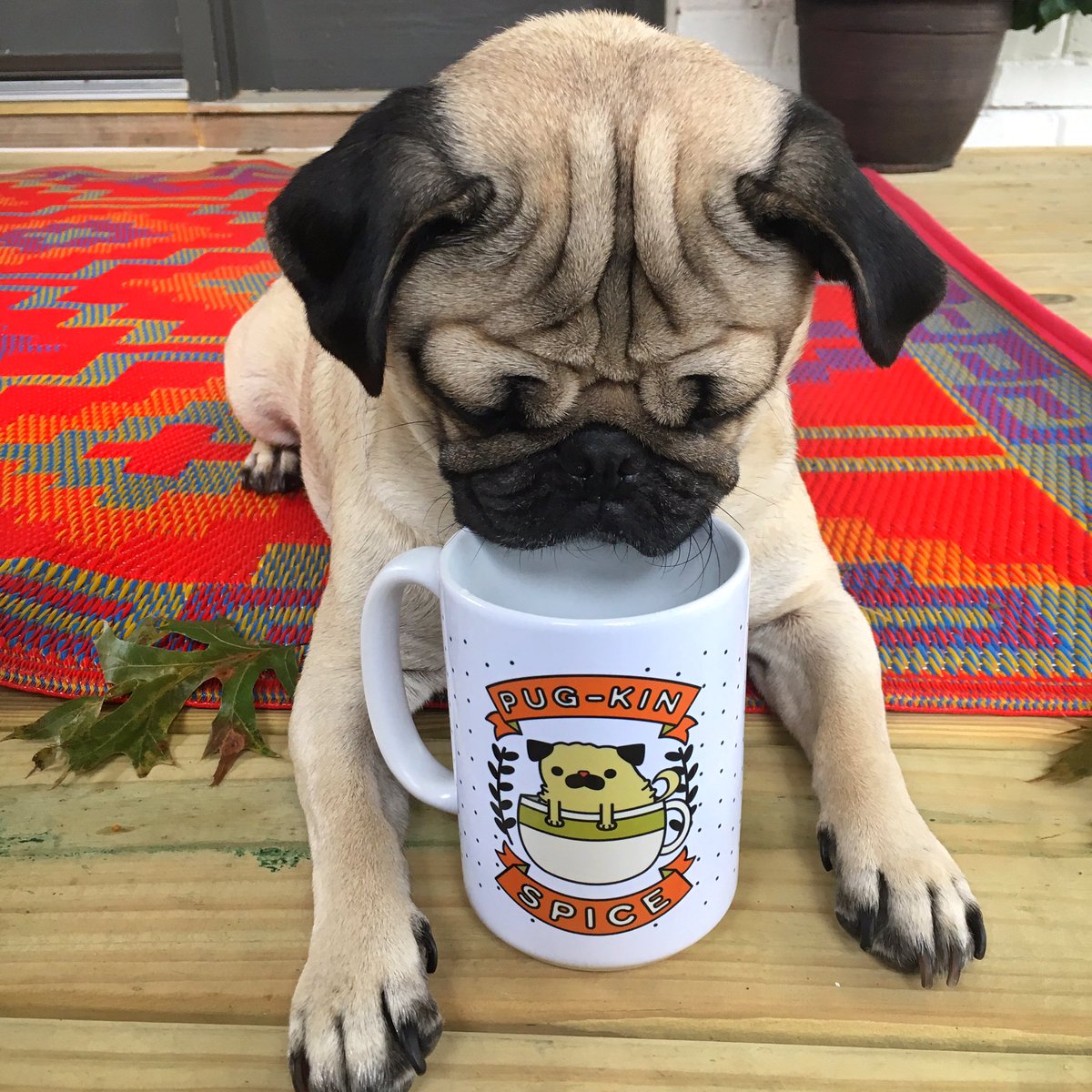 itsdougthepug's tweet photo. Pugkin spice latte season has begun https://t.co/TPD7P19zYg