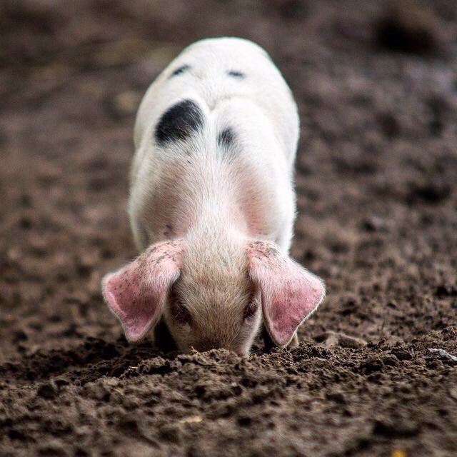 Just Cute Pigs tweet media