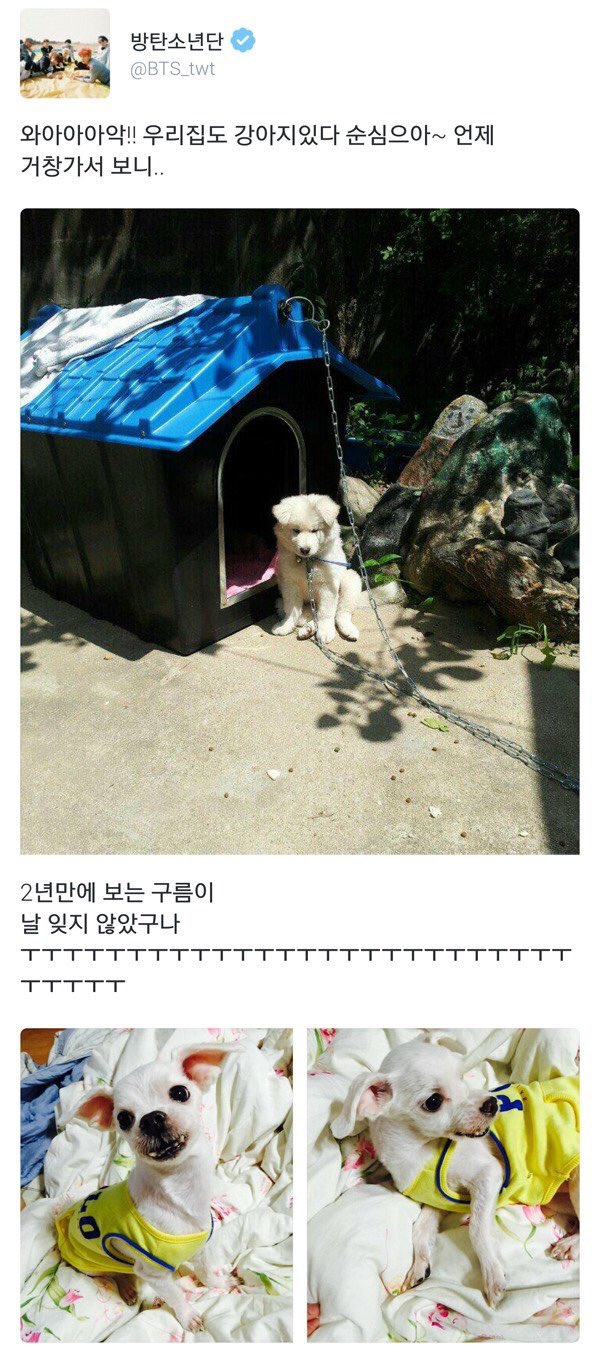 jungkook pics⚡️ on Twitter: "Jungkook's dog Dog name :Gureum…