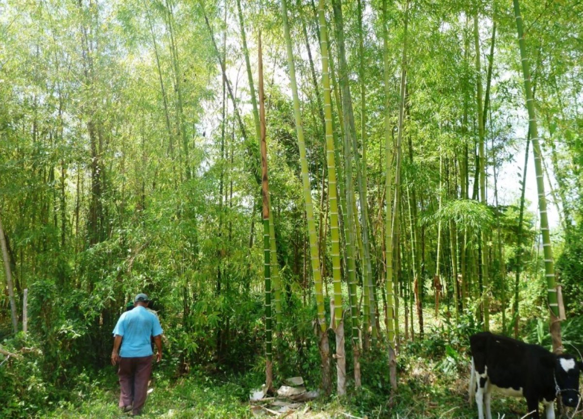 Agencia_Andina's tweet photo. Promueven Registro de Plantaciones Forestales como un negocio formal y sostenible https://t.co/nhCcHOJDJ4 https://t.co/fqM9qBguuv