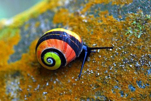 InfoMyT's tweet photo. El Polymita picta es considerado el caracol terrestre más bello. Es endémico de Cuba. 🌎📗👈 https://t.co/oE2JC2RLmu