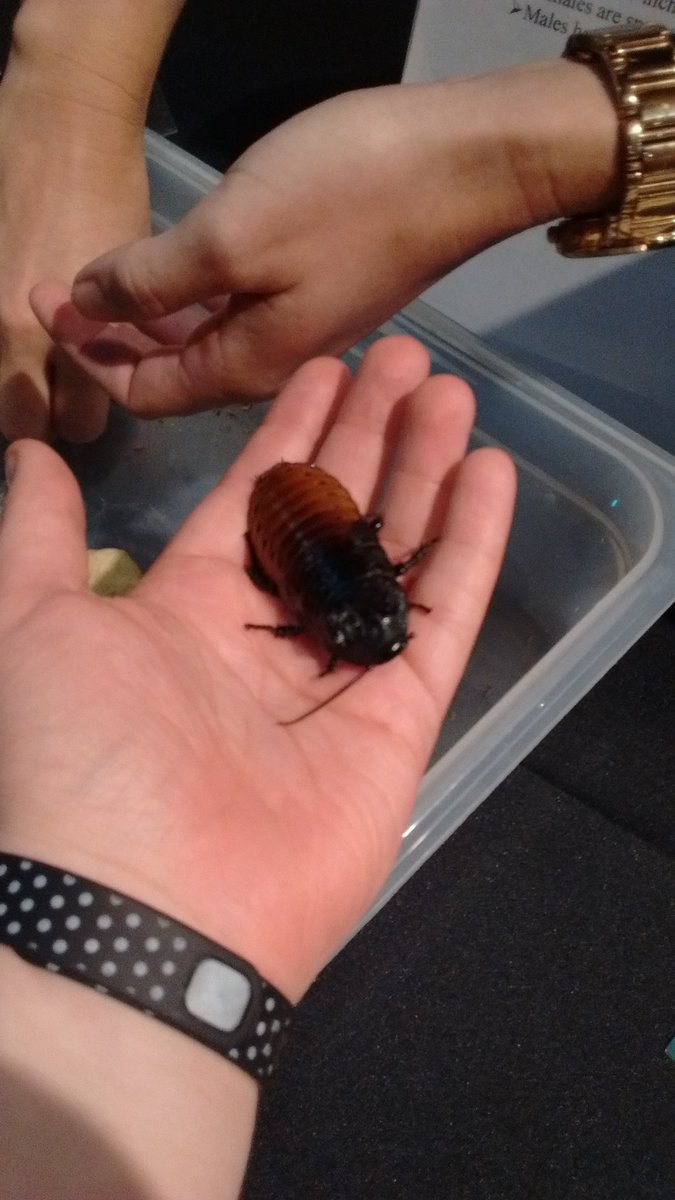 sarahdrosendahl's tweet photo. Having a blast at #bugfest2016 https://t.co/YzOkFzTnaN