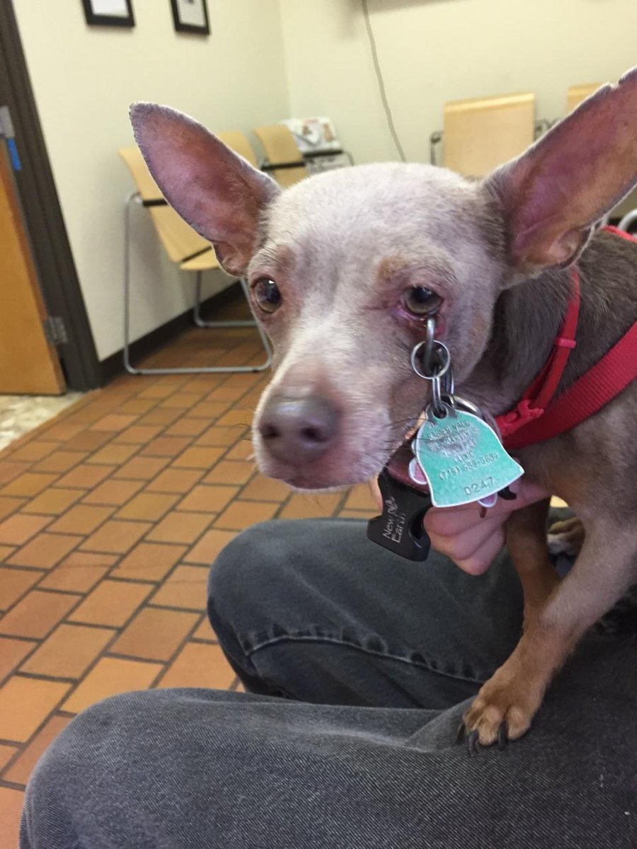 josecuervo662's tweet image. I recently had a mishap.  It was a crazy day with my pal @McGidget.  The animal emergency was very good to me!