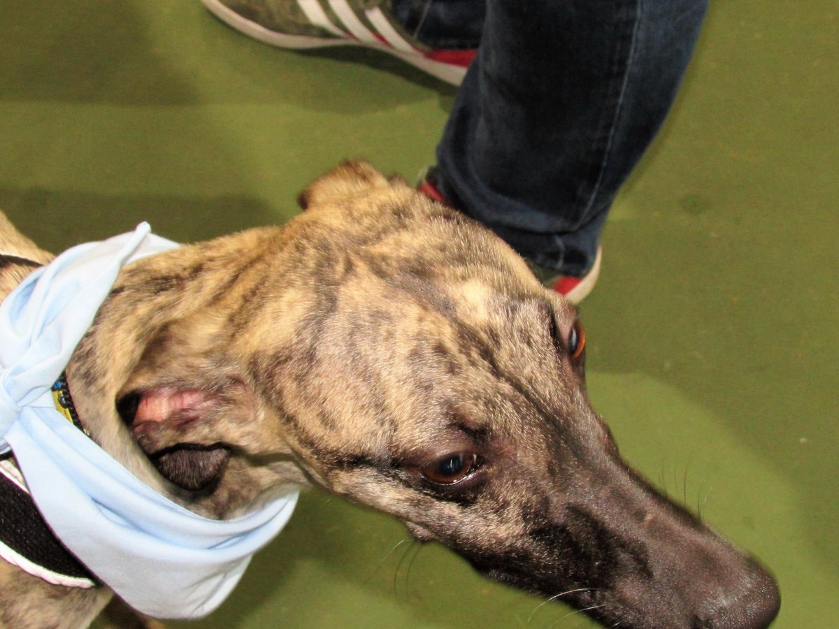shellsgreys's tweet photo. #GGG16 #houndsoftwitter https://t.co/2t4nV09C0m