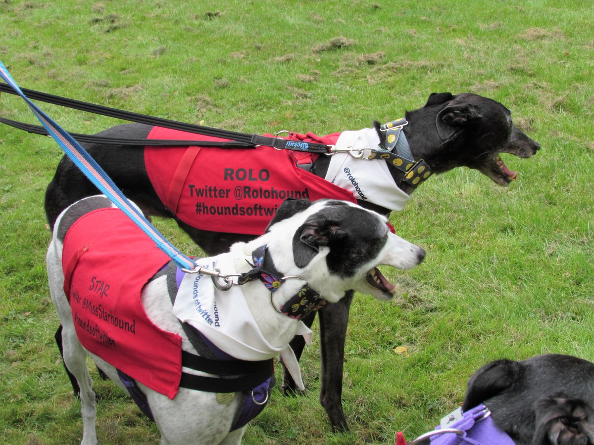 shellsgreys's tweet photo. #GGG16 #houndsoftwitter https://t.co/iCfxAEQDuc