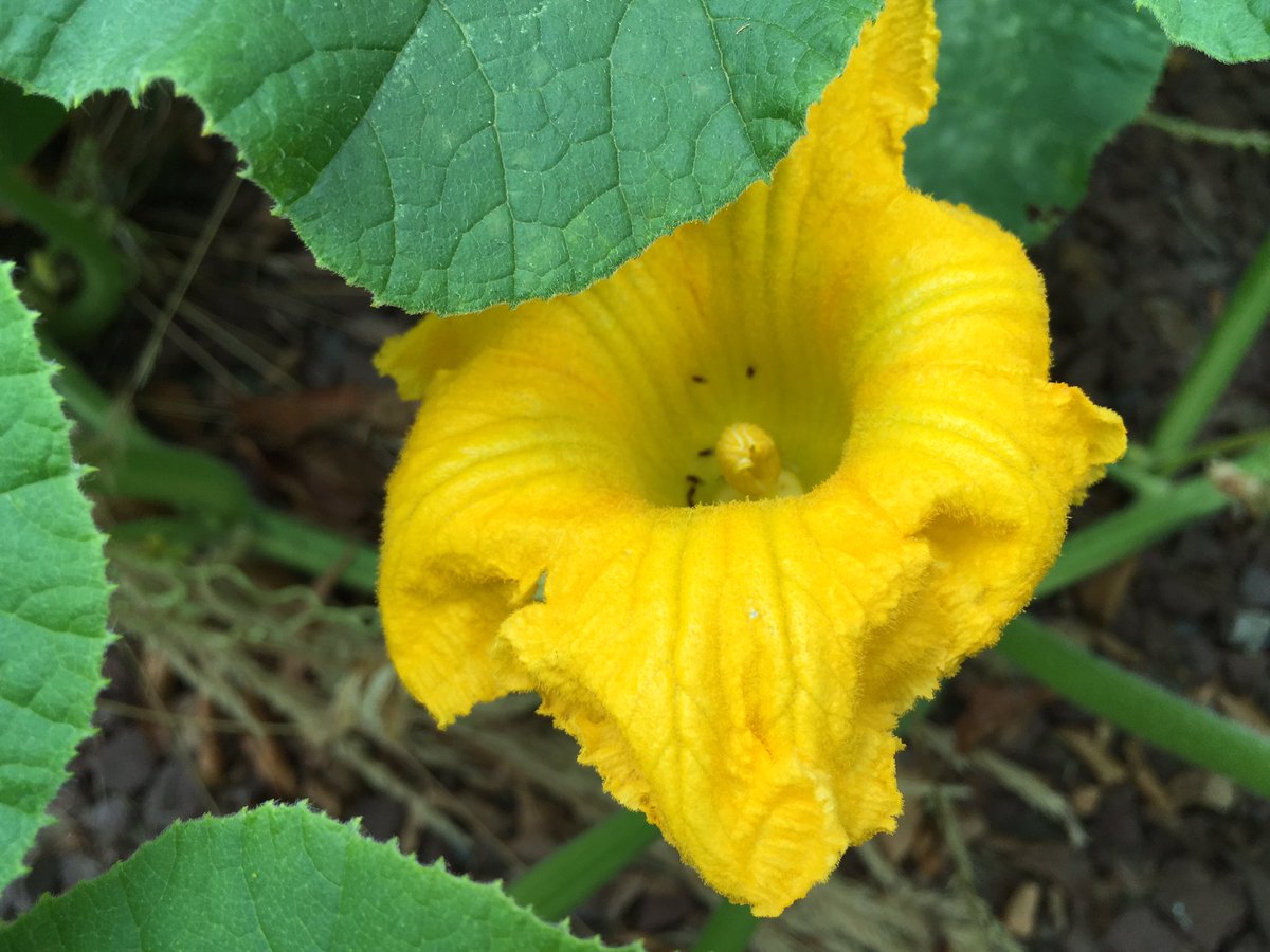 rmindler's tweet image. Ants I the bloom?!? Ewee... 😳😳😳😳 #bugcentral