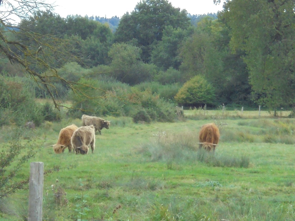 Diese Schottischen Hochlandrinder sorgen dafür, dass das Neeracherried nicht verbuscht, verwaldet.